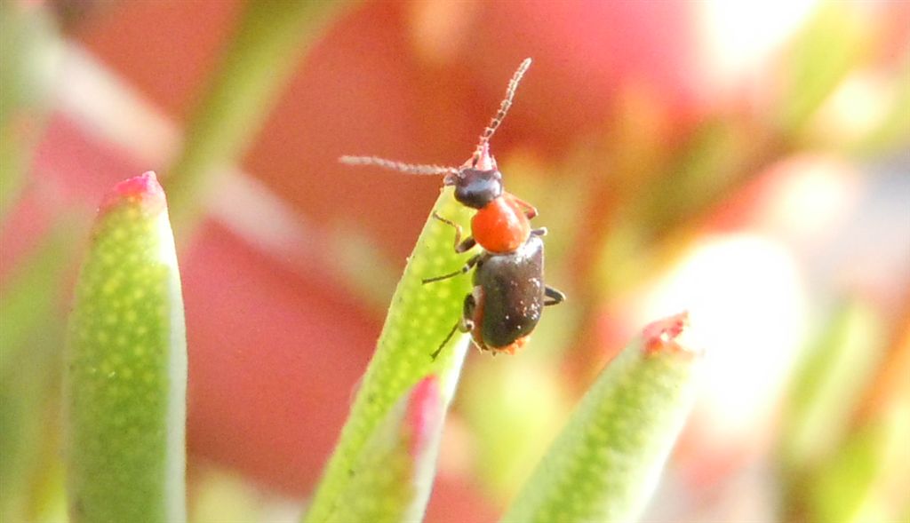 Ebaeus sp. (Malachiidae)