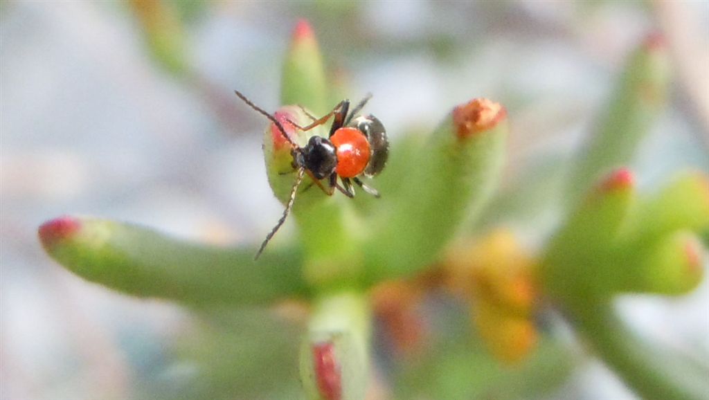 Ebaeus sp. (Malachiidae)