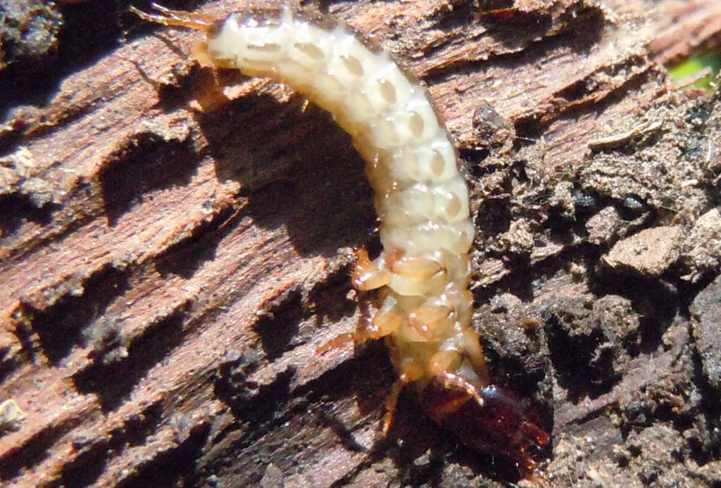 Larva coleottero? S. Carabidae Pterostichinae