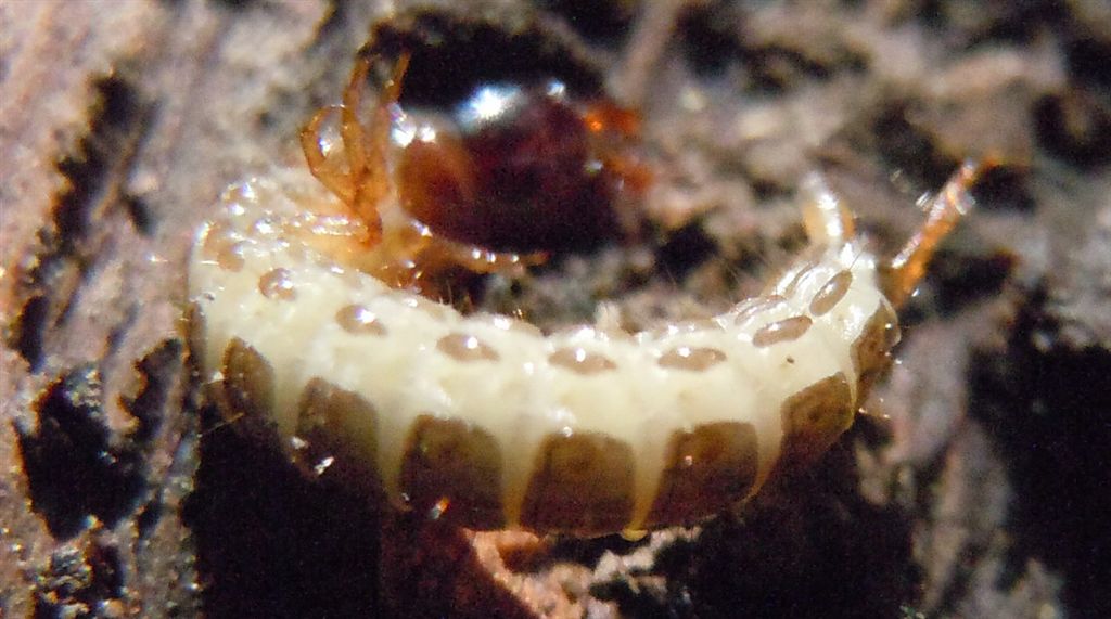 Larva coleottero? S. Carabidae Pterostichinae