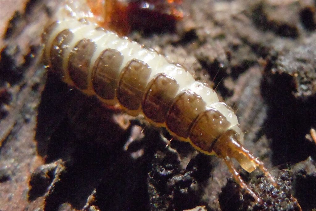 Larva coleottero? S. Carabidae Pterostichinae