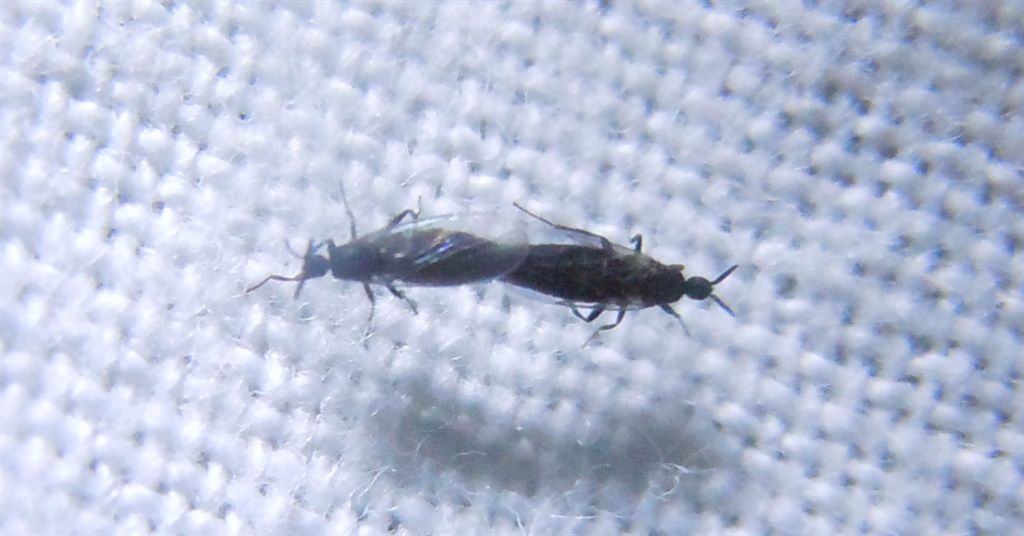 Coppia di Scatopsidae?