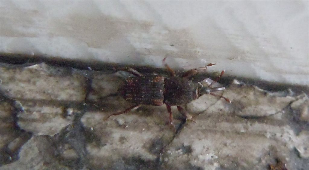 Curculionidae?