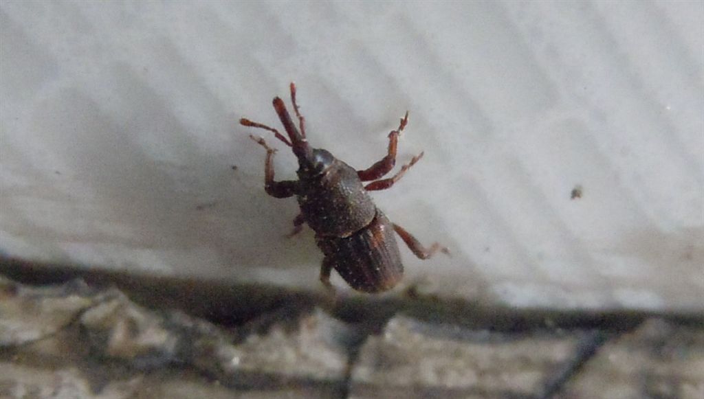 Curculionidae?