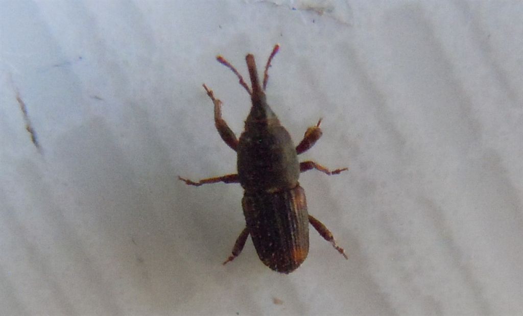 Curculionidae?