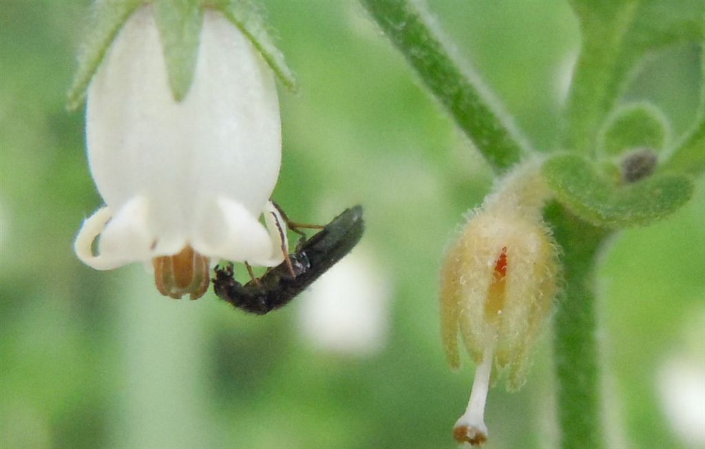 Identificazione difficile - Dasytes sp.