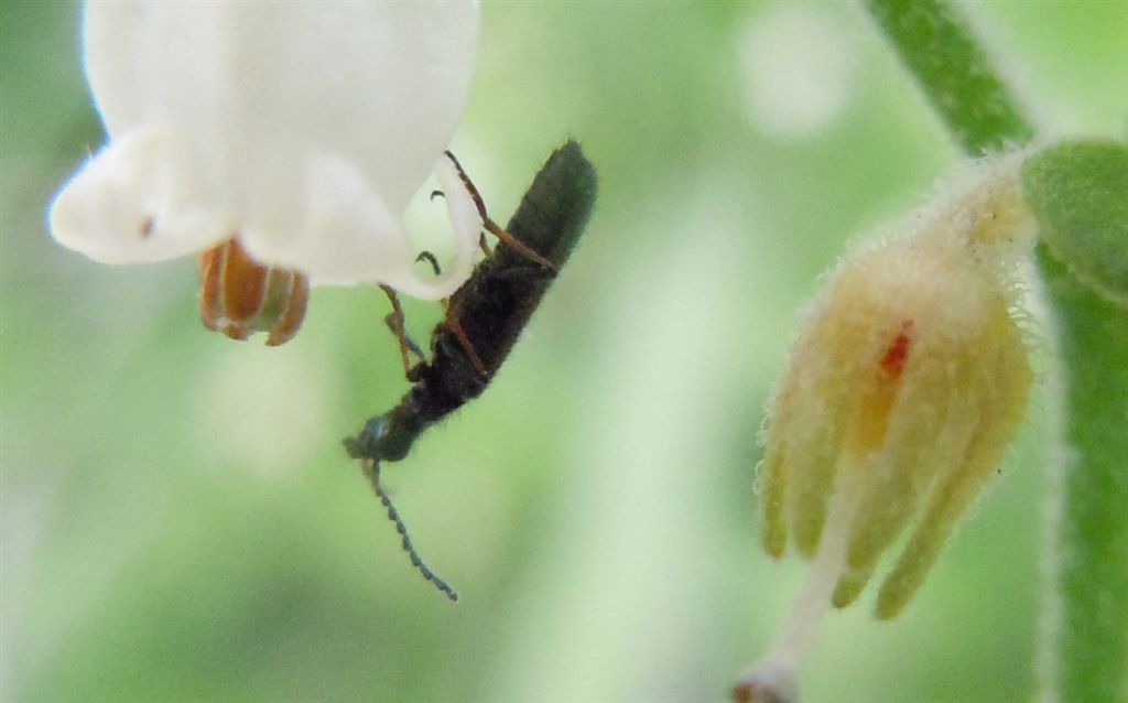 Identificazione difficile - Dasytes sp.