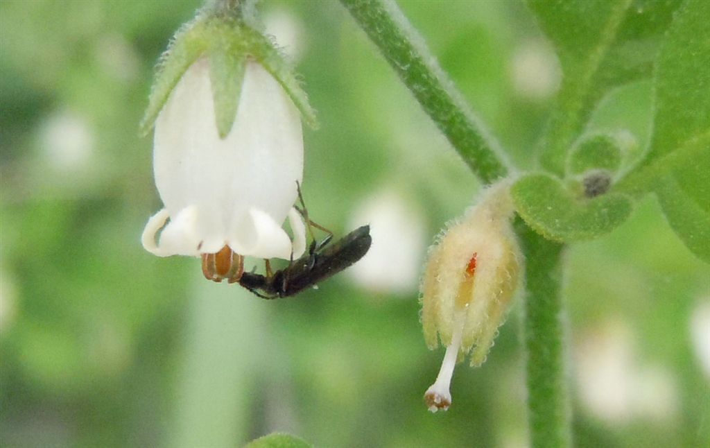 Identificazione difficile - Dasytes sp.