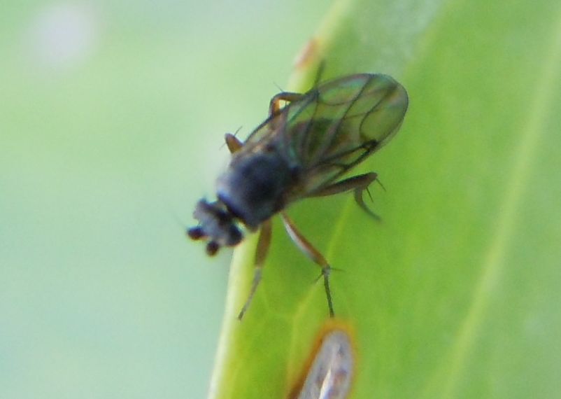 Piccolo dittero: Phoridae