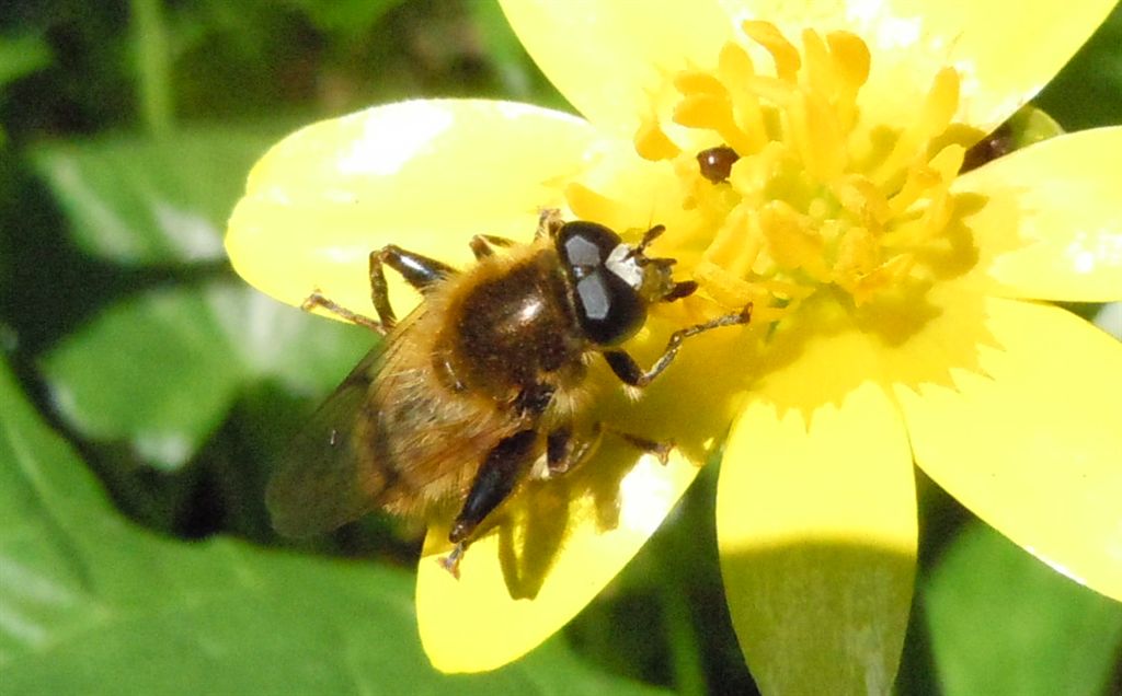 Grosso e peloso:Brachypalpus sp.