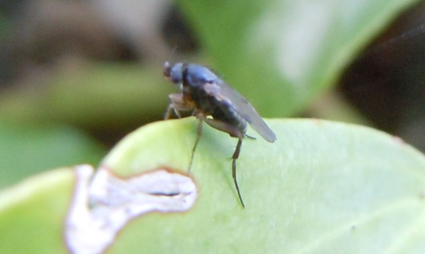 Piccolo dittero: Phoridae