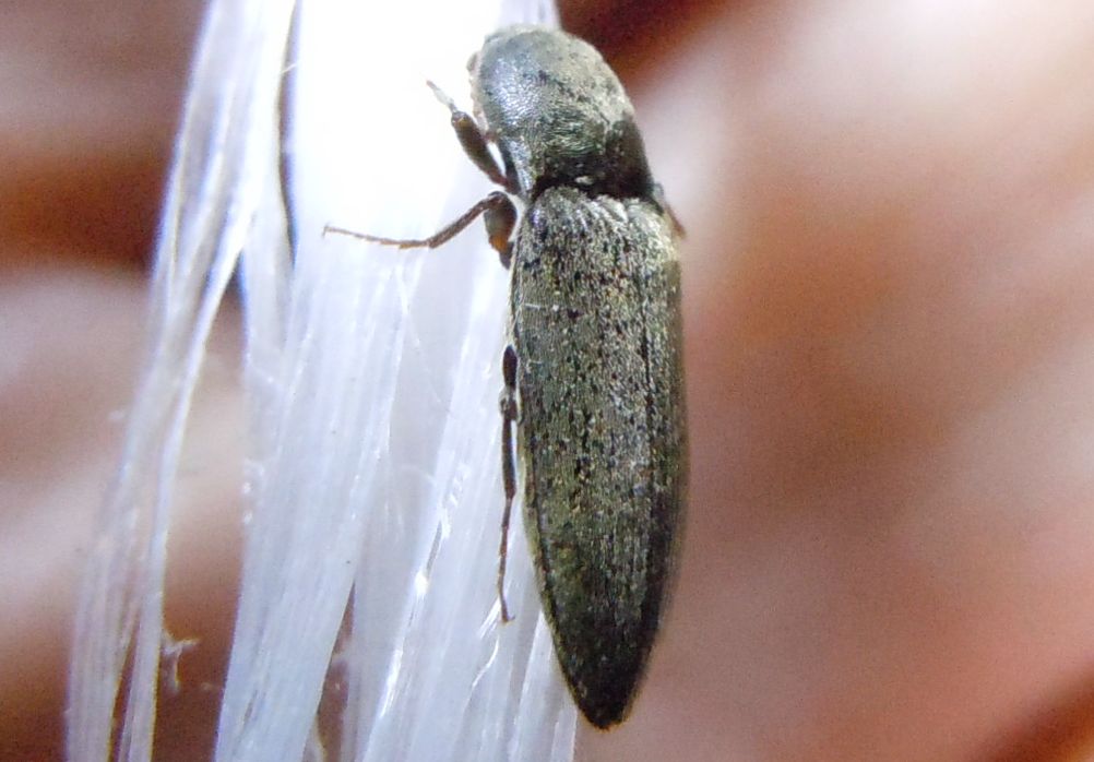 Elateridae