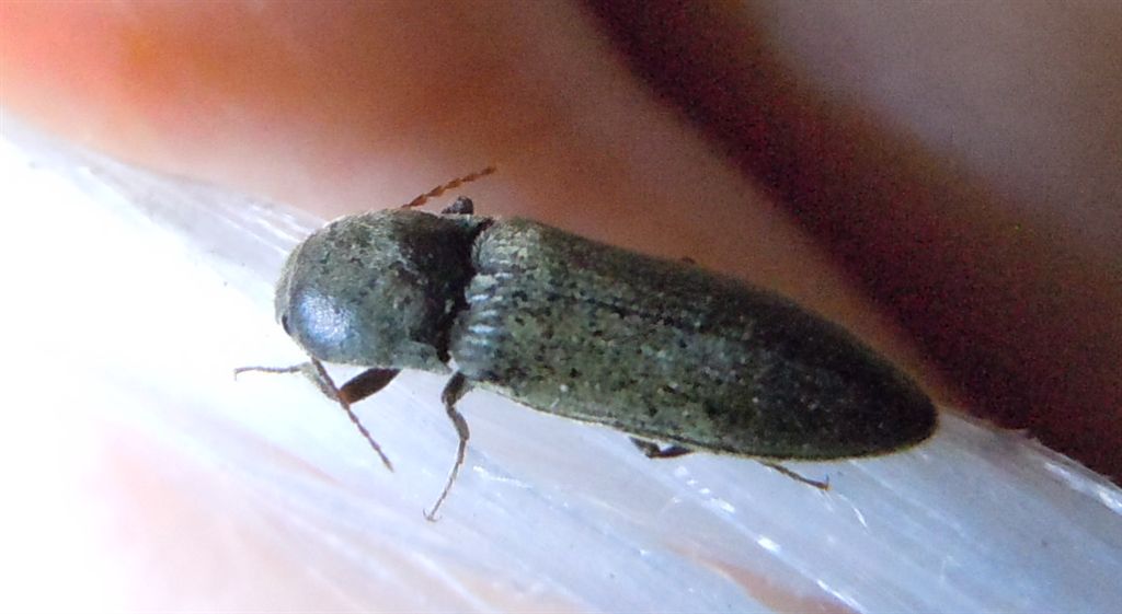 Elateridae