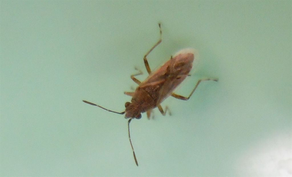 Lygaeidae: Nysius cf helveticus