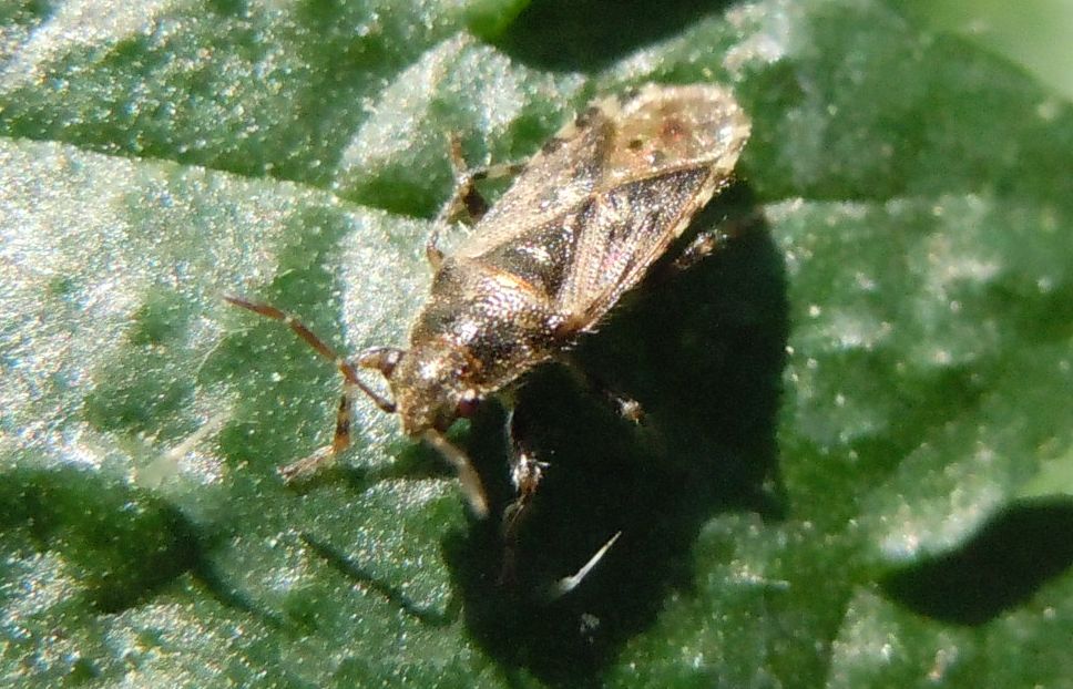 Lygaeidae: Heterogaster urticae della Campania (NA)