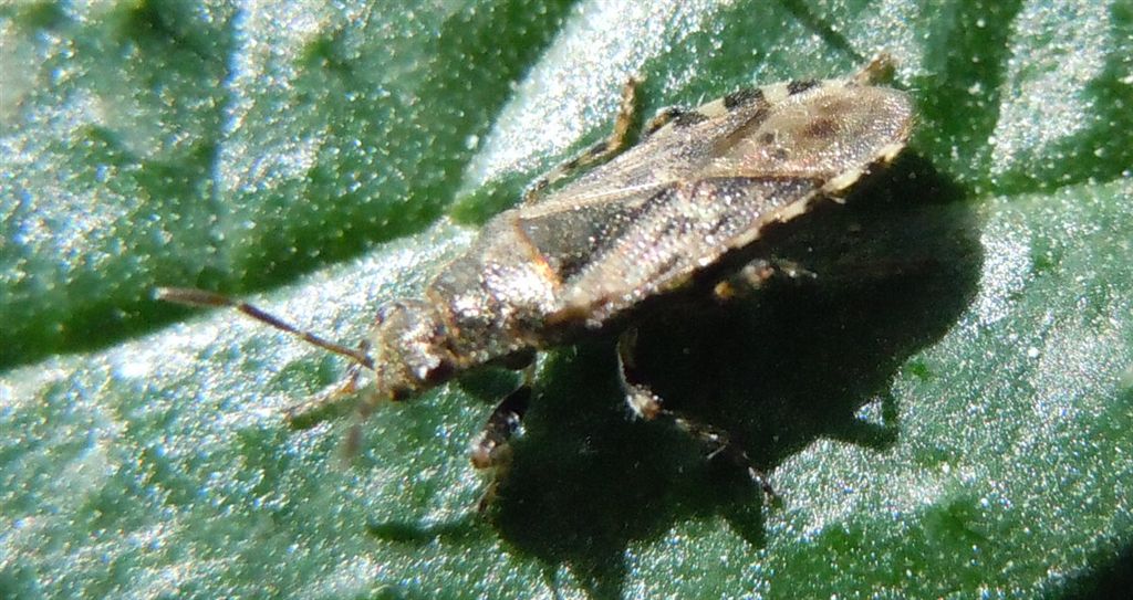 Lygaeidae: Heterogaster urticae della Campania (NA)