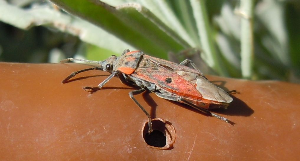 Lygaeide:Lygaeus creticus della Campania (NA)