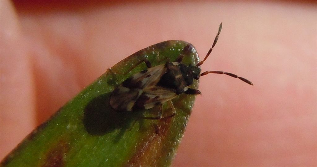 Lygaeidae: Scolopostethus cf affinis della Campania (NA)