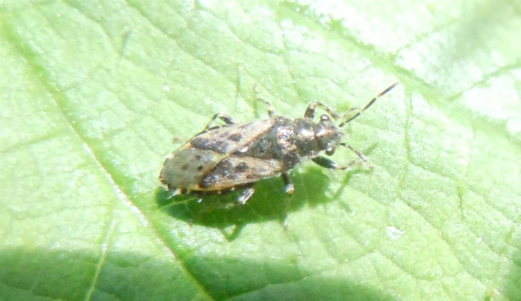 Lygaeidae: Heterogaster urticae della Campania (NA)