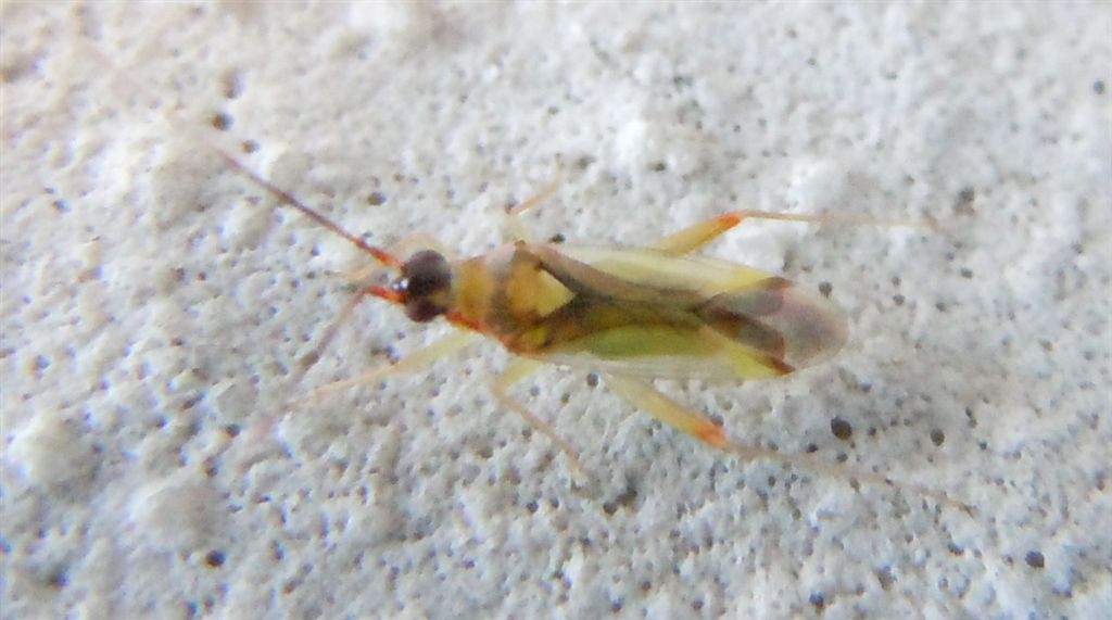 Miridae: Campyloneura virgula della Campania (NA)