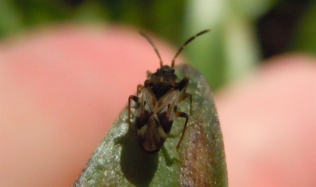 Lygaeidae: Scolopostethus cf affinis della Campania (NA)