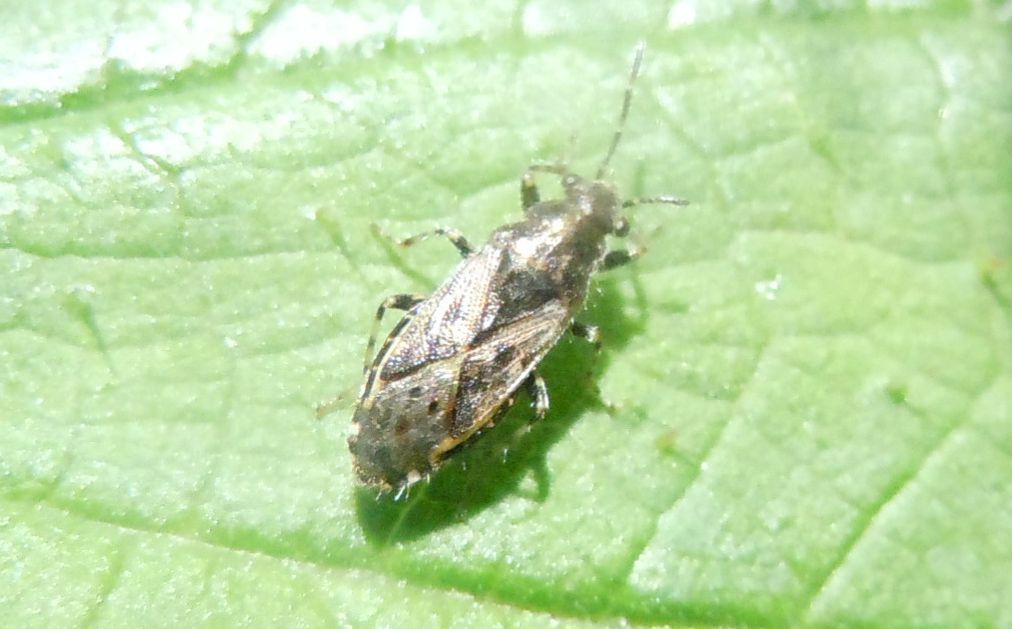 Lygaeidae: Heterogaster urticae della Campania (NA)