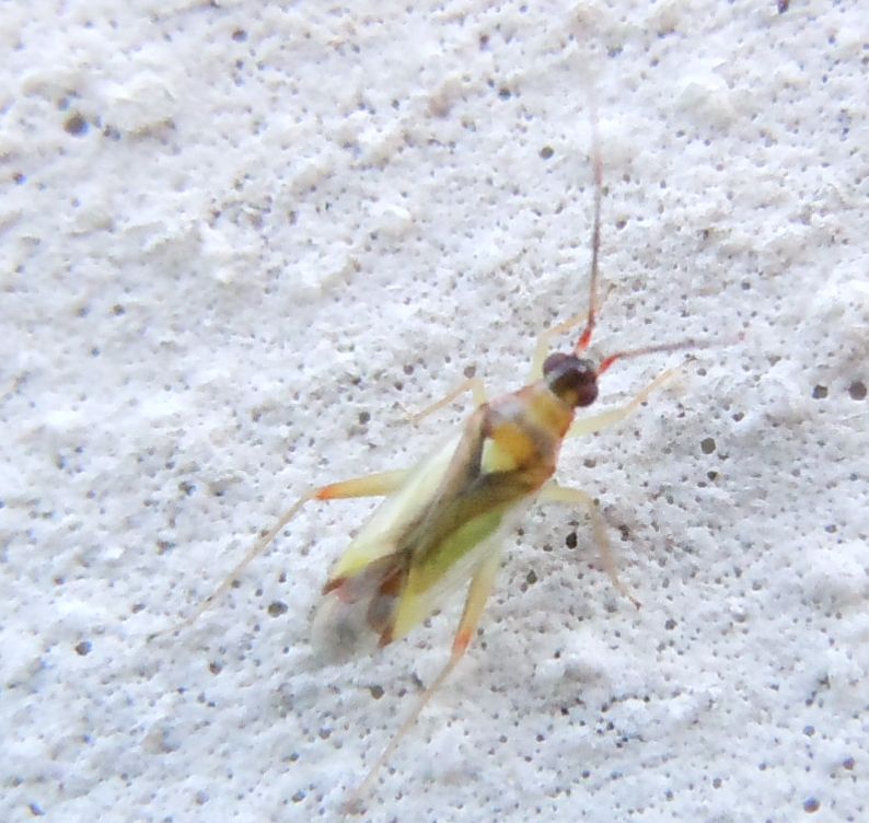 Miridae: Campyloneura virgula della Campania (NA)