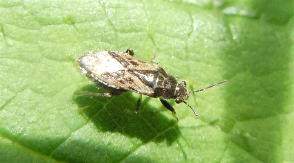 Lygaeidae: Heterogaster urticae della Campania (NA)