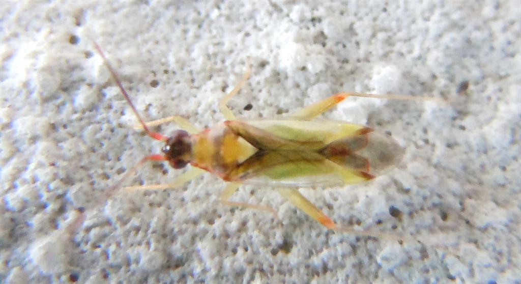 Miridae: Campyloneura virgula della Campania (NA)