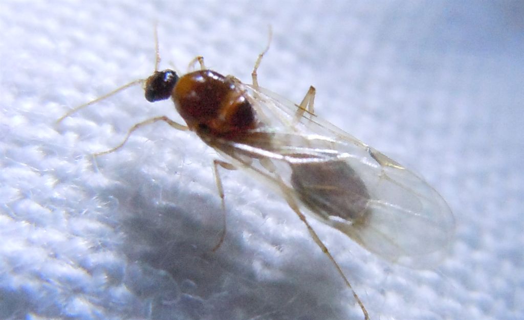 Lasius sp., Pheidole pallidula, Camponotus truncatus alati