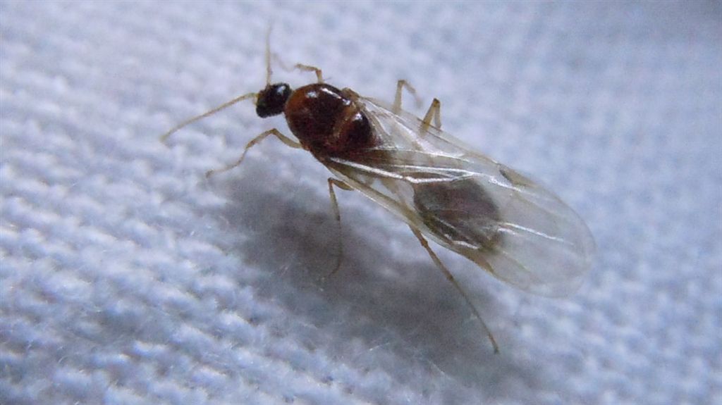 Lasius sp., Pheidole pallidula, Camponotus truncatus alati