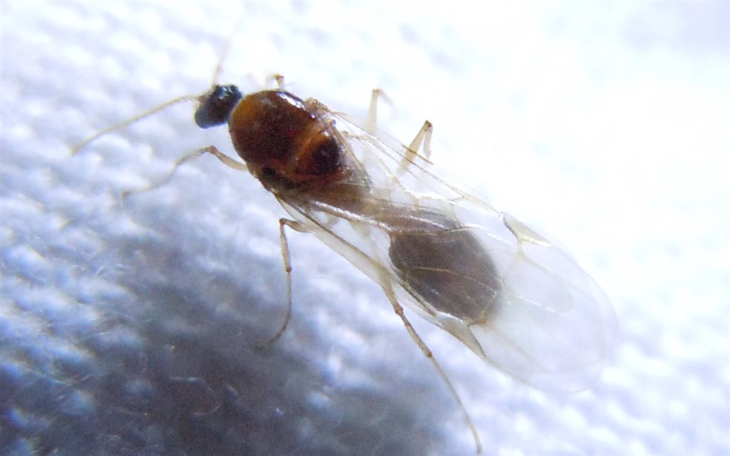 Lasius sp., Pheidole pallidula, Camponotus truncatus alati