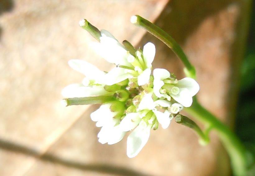 Strana piantina - Cardamine hirsuta