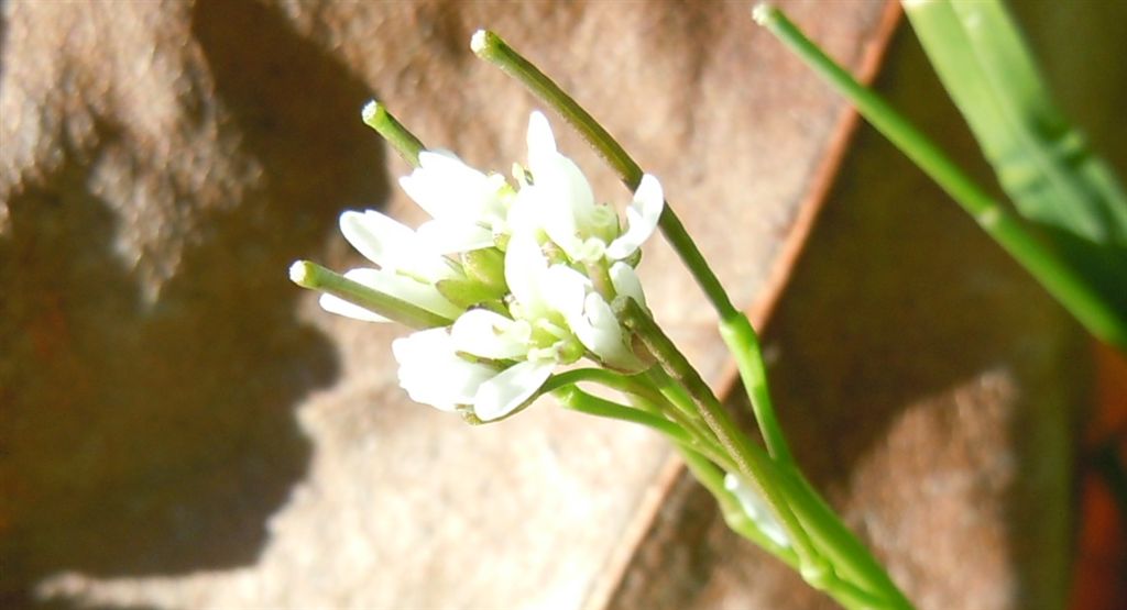 Strana piantina - Cardamine hirsuta