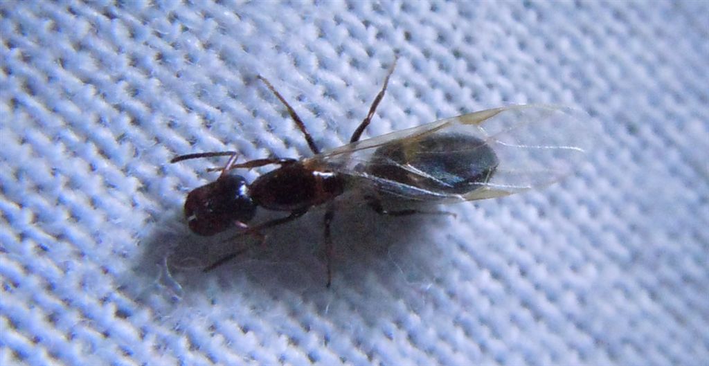 Lasius sp., Pheidole pallidula, Camponotus truncatus alati