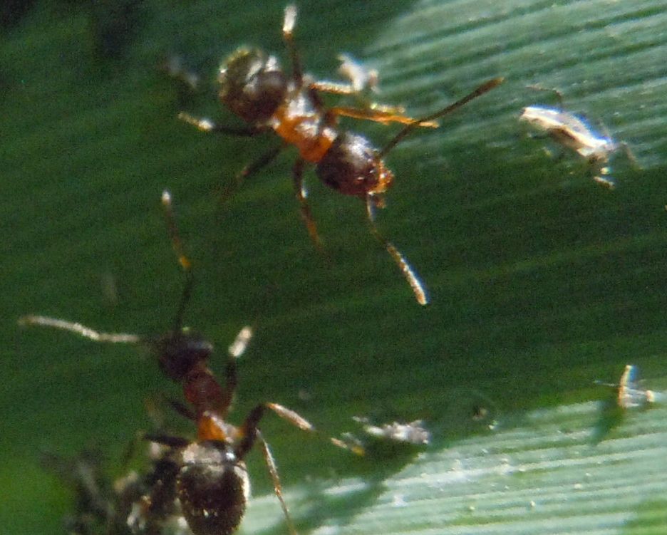 Formiche con afidi: Lasius sp.