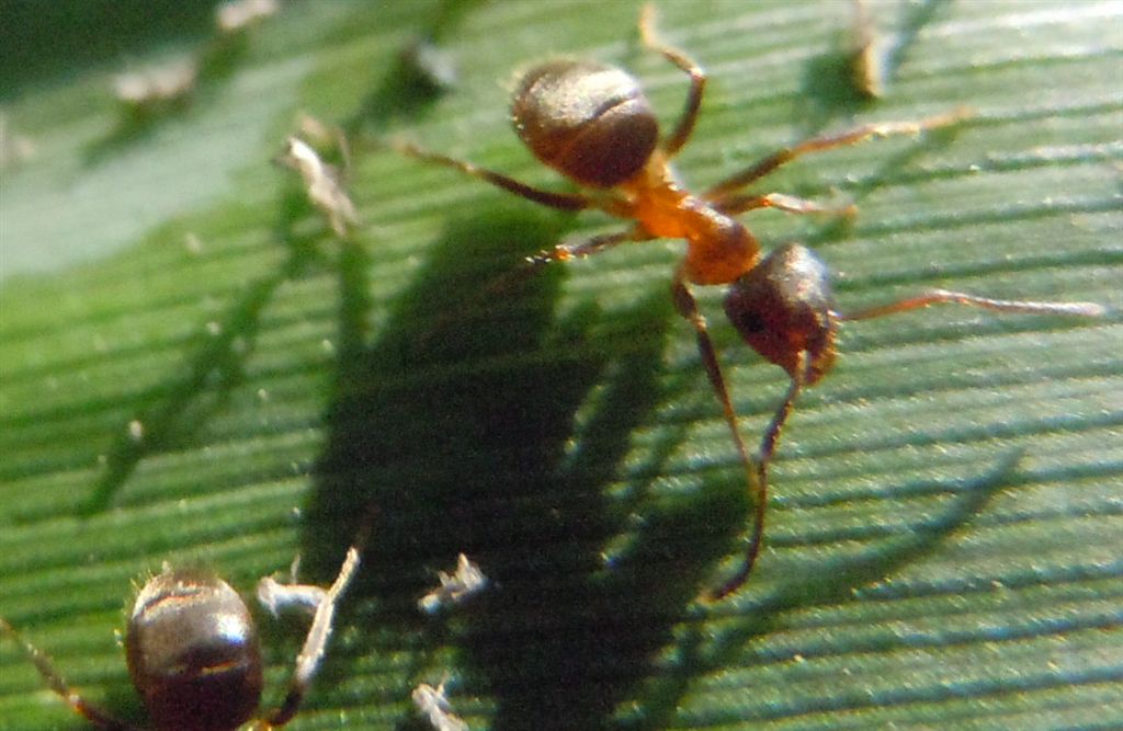 Formiche con afidi: Lasius sp.