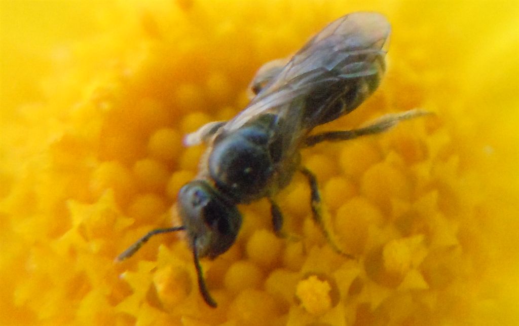 Halictus sp., femmina