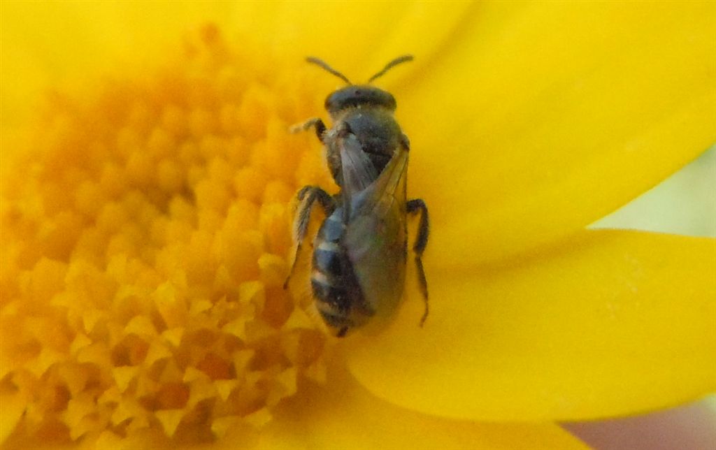 Halictus sp., femmina