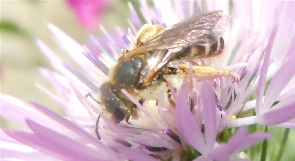 Halictus scabiosae