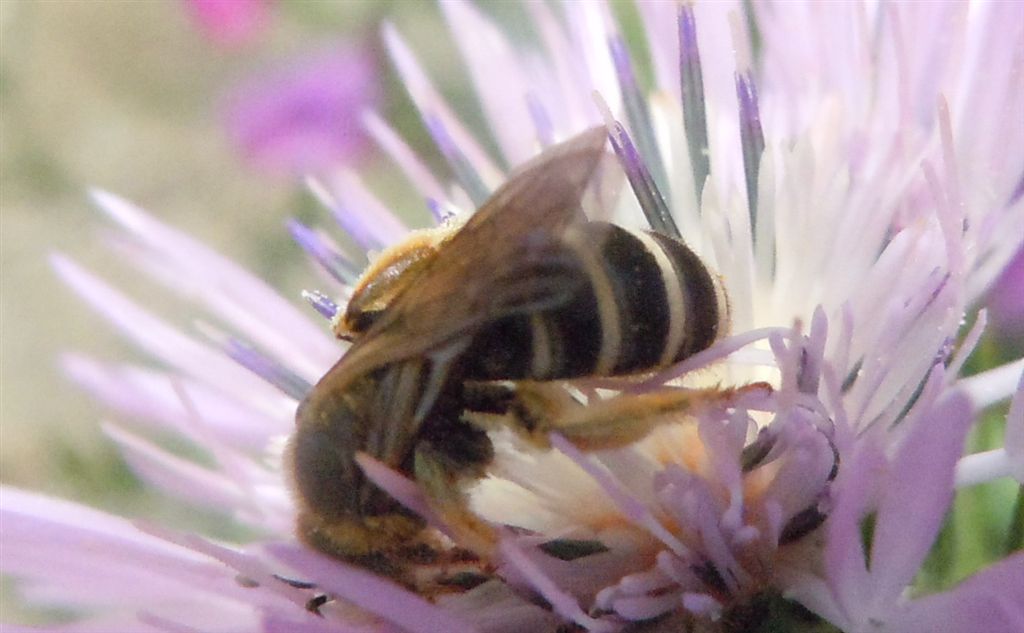 Halictus scabiosae