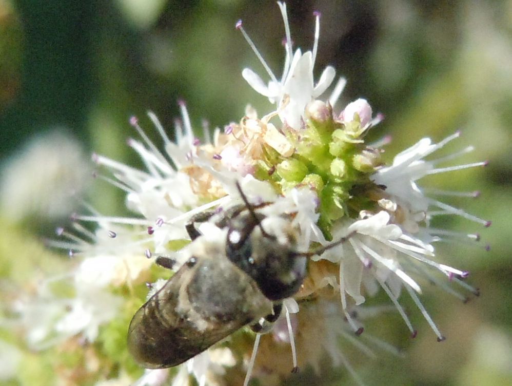 Probabile Apidae Colletinae