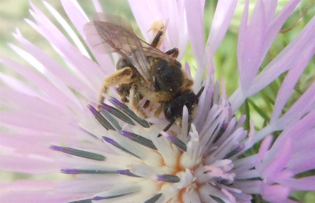 Halictus scabiosae