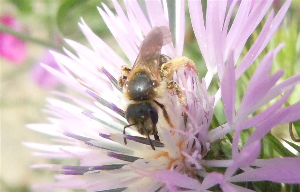 Halictus scabiosae