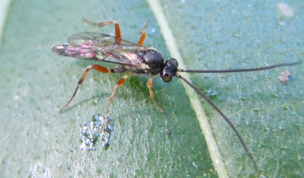 Maschio di Ichneumonidae