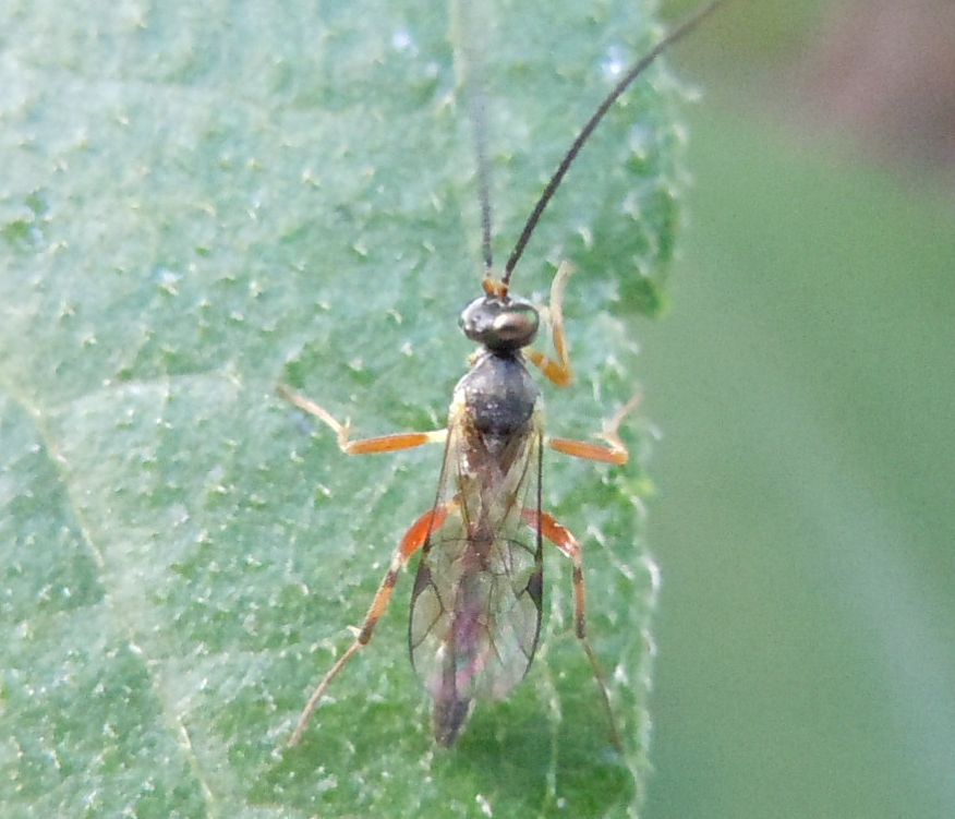 Maschio di Ichneumonidae