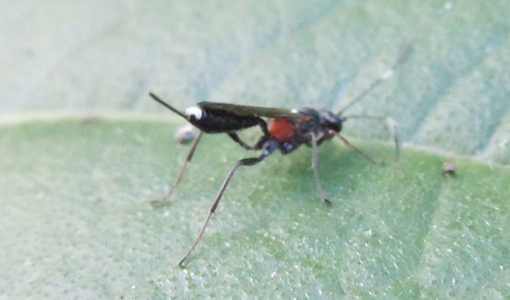 Ancora Ichneumonidae?