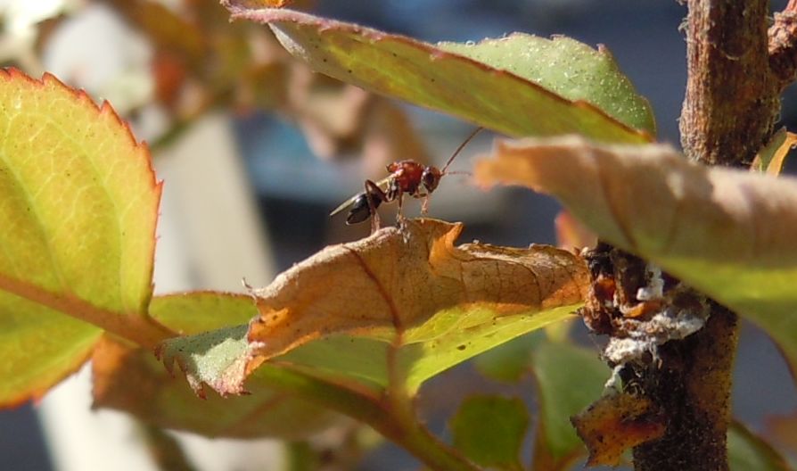 Piccolo imenottero rosso e nero: Figitidae