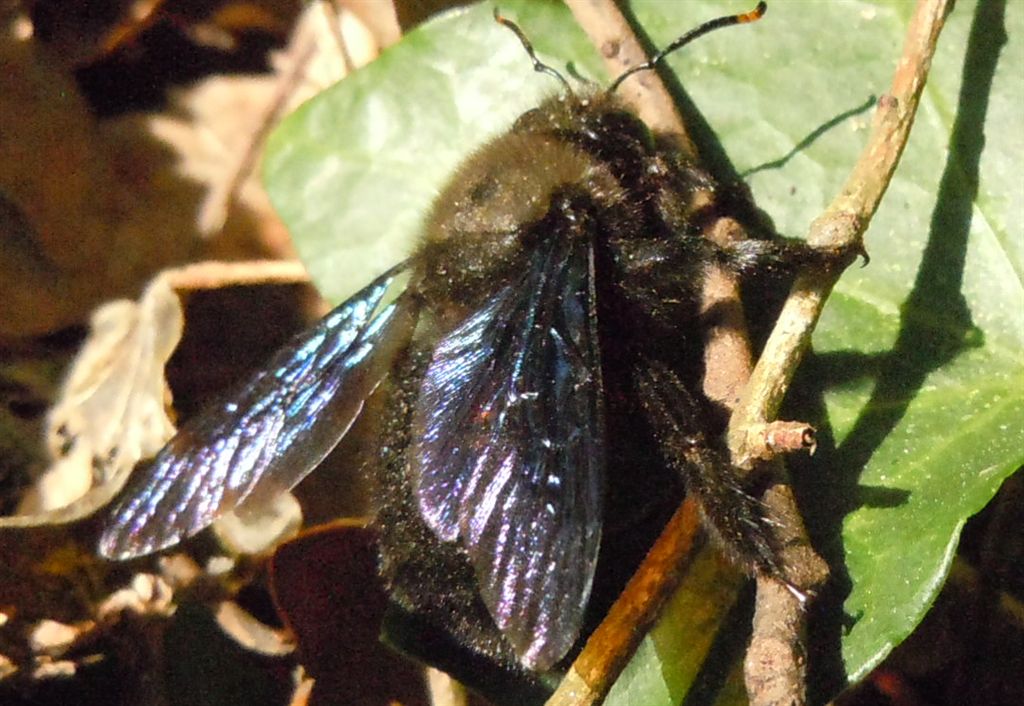 Xylocopa violacea ♂ (Apidae)