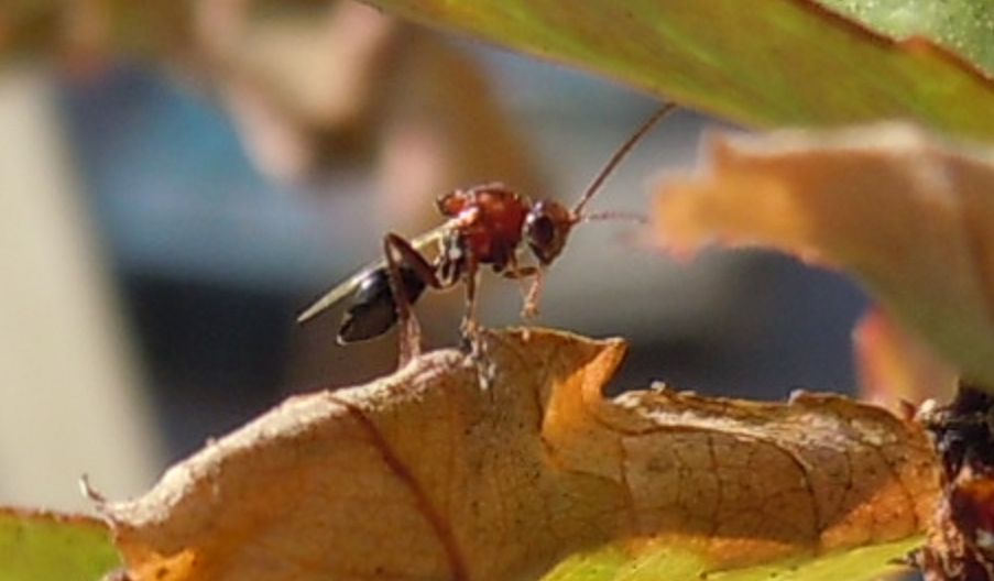 Piccolo imenottero rosso e nero: Figitidae